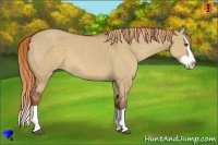 Horse Color:Red Dun Splash 