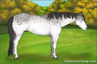 Horse Color:White Spotted Smoky Grullo