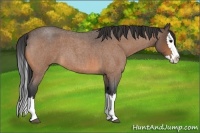 Horse Color:Buckskin Roan Splash 