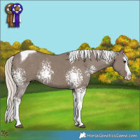 Horse Color:White Spotted Silver Grullo Splash Tobiano 