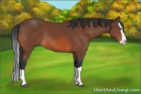 Horse Color:Bay Splash 