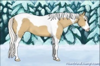 Horse Color:Silver Buckskin Dun Splash Tobiano 
