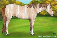 Horse Color:Bay Ice Pearl Sabino Splash