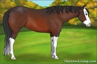 Horse Color:Bay Splash 