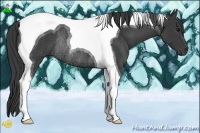 Horse Color:Smoky Black Tobiano Rabicano 