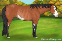 Horse Color:Bay Splash Frame Rabicano 