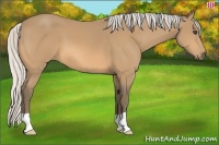 Horse Color:Silver Buckskin 