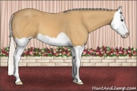 Horse Color:Silver Buckskin Splash