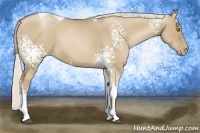 Horse Color:White Spotted Silver Grullo Pearl Tobiano 