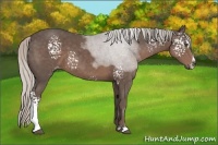 Horse Color:White Spotted Silver Black Sabino 