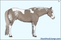 Horse Color:White Spotted Silver Grullo Splash Tobiano 