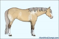 Horse Color:White Spotted Silver Bay Dun Splash 