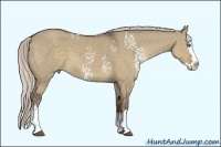 Horse Color:White Spotted Silver Grullo Splash 
