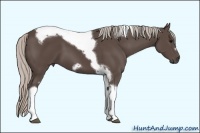 Horse Color:Silver Black Tobiano Frame 
