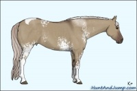 Horse Color:White Spotted Silver Grullo Tobiano 