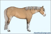 Horse Color:White Spotted Silver Bay Dun Splash 
