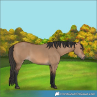 Horse Color:Bay Dun