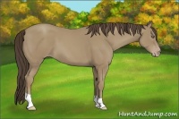 Horse Color:Unknown 