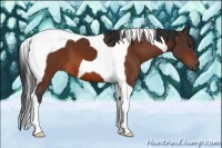Horse Color:Bay Tobiano 