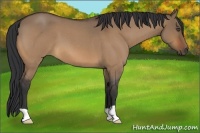 Horse Color:Bay Roan Dun 
