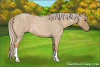 Horse Color:Palomino Roan