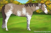 Horse Color:White Spotted Classic Champagne Splash