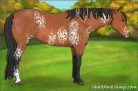 Horse Color:White Spotted Bay 