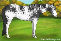 Horse Color:White Spotted Black