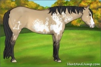Horse Color:White Spotted Bay Dun Frame 