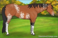 Horse Color:White Spotted Bay 