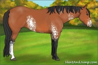 Horse Color:White Spotted Bay 