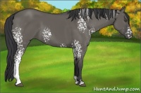 Horse Color:White Spotted Grullo