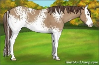 Horse Color:White Spotted Classic Champagne Splash
