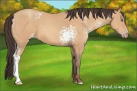 Horse Color:White Spotted Amber Champagne 