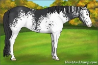 Horse Color:White Spotted Black
