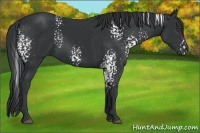 Horse Color:White Spotted Black 