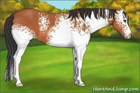 Horse Color:White Spotted Bay 