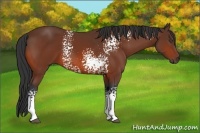 Horse Color:White Spotted Bay 