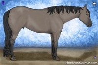 Horse Color:Grullo Sabino 