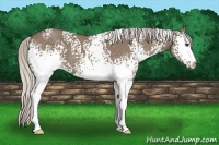 Horse Color:White Spotted Silver Grullo