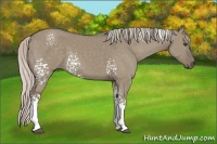 Horse Color:White Spotted Silver Grullo 