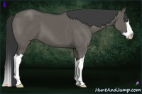 Horse Color:Grullo Splash 