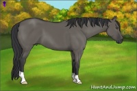 Horse Color:Grullo 
