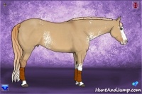 Horse Color:White Spotted Red Dun Sabino Splash 