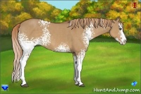 Horse Color:White Spotted Red Dun Splash 
