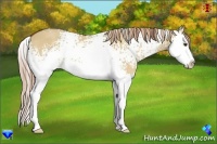 Horse Color:White Spotted Red Dun Sabino Splash 
