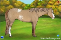 Horse Color:White Spotted Red Dun Splash 