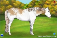 Horse Color:White Spotted Red Dun Splash 