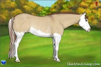 Horse Color:Red Dun Sabino Splash Rabicano