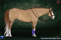 Horse Color:Red Dun Sabino Splash Rabicano